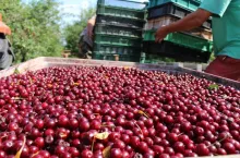 cena wiśni na tłoczenie