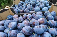 ceny śliwek 30 lipca 2020