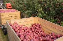 szacunki zbiorów jabłek