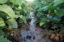 plantacja truskawek
