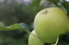 zwilżacz