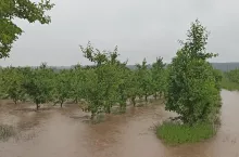 podtopienia sadów