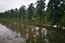 burza w sadzie