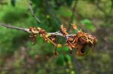 monilioza