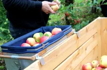 zbiory jabłek