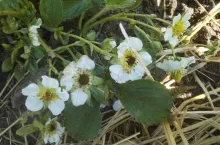 prognoza pogody 2020