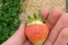 zbiór truskawek 2020