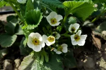 zimna zośka przymrozki 2020