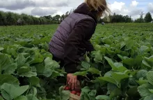 czerwińsk nad wisła