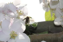bezpieczeństwo pszczół