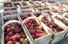 handel truskawkami na giełdzie goławin