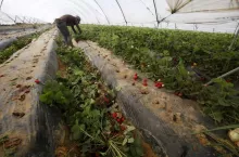 hiszpańskie plantacje truskawek są niszczone