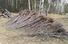 drzewka jabłoni