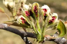 przymrozki 2020 jakie straty