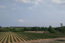 wnioski o dopłaty 2020