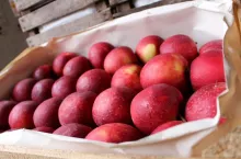 zieleniak będzie działał