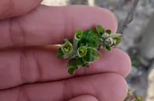 przymrozki w sadach 2020