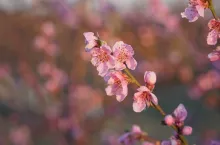 przymrozki 2020 w mołdawii