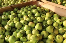 golden delicious