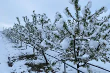 sady w kazachstanie ucierpiały