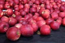 ceny odmiany red jonaprince 2020