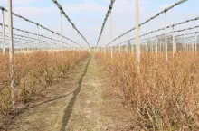 przymrozki na ukrainie 2020