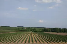 ukraina sprzedaje ziemie