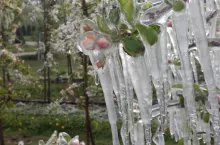 przymrozki w sadach 2020