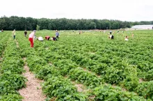 cudzoziemcy pracujący w rolnictwie a koronawirus