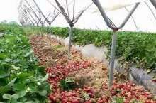 hiszpańskie truskawki