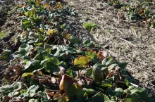 plantacja truskawek przed przymrozkami 2020