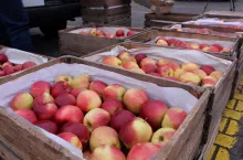 jabłka na rynku hurtowym w broniszach