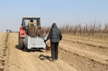 Praca w sadownictwie - granice zamknięte dla cudzoziemców