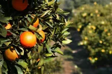 Pomarańcze w Hiszpanii