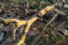 Efekty żerowania zająców w sadzie 2020