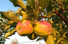  ‘Ligol Red‘ w porównaniu z jabłkami innych odmian