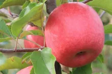 Jabłka odmiany Barnsby