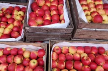 Jabłka - rynek hurtowy w Sandomierzu