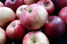 Jabłka odmiany Alwa