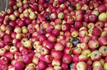 Słaba jakość jabłek ze zbiorów 2019