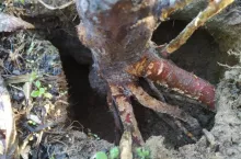 Efekt działań gryzoniow w sadzie