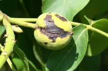 Antraknoza orzecha włoskiego - porażenie łupin orzechów