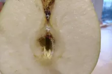 Partenokarpia - odmiana Ligol