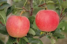 Gala - odmiana jabłoni