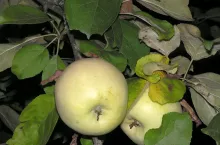 Antonówka