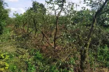 Odmładzanie sadu wiśniowego - sierpień 2019