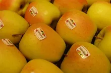 Golden Delicious