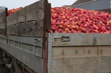 close up of truck full of red ripe apples ready for export. harvest, fruitfulness, agriculture concept