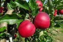 Owoce i Warzywa - Uzbekistan