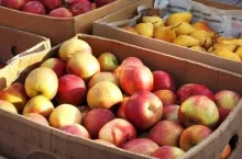 Ceny jabłek na Ukrainie